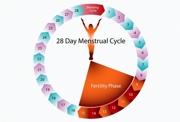Fertility & Menstrual Cycle
