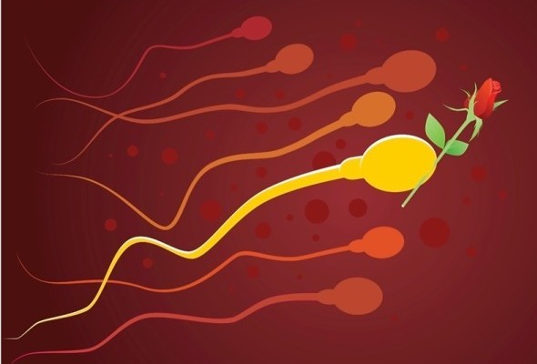Sperm-with-rose