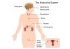 Thyroid-and-Endocrine-System
