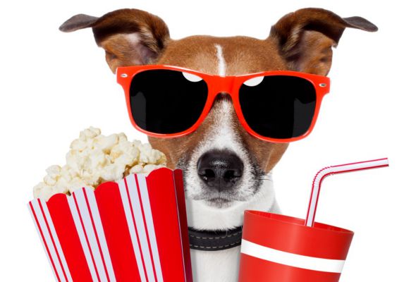 Dog Watching Movie - 5110677resize