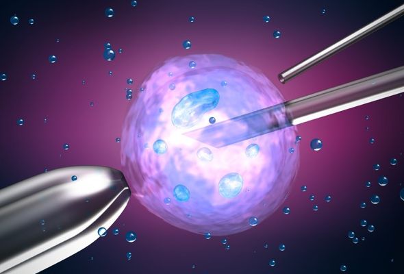 VF Embryo Test - 5446047resize