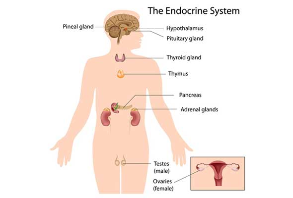Thyroid-and-Endocrine-System