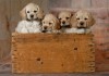 Quad puppies - 7089421resize