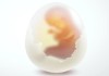 Fertile Egg - 5420891resize